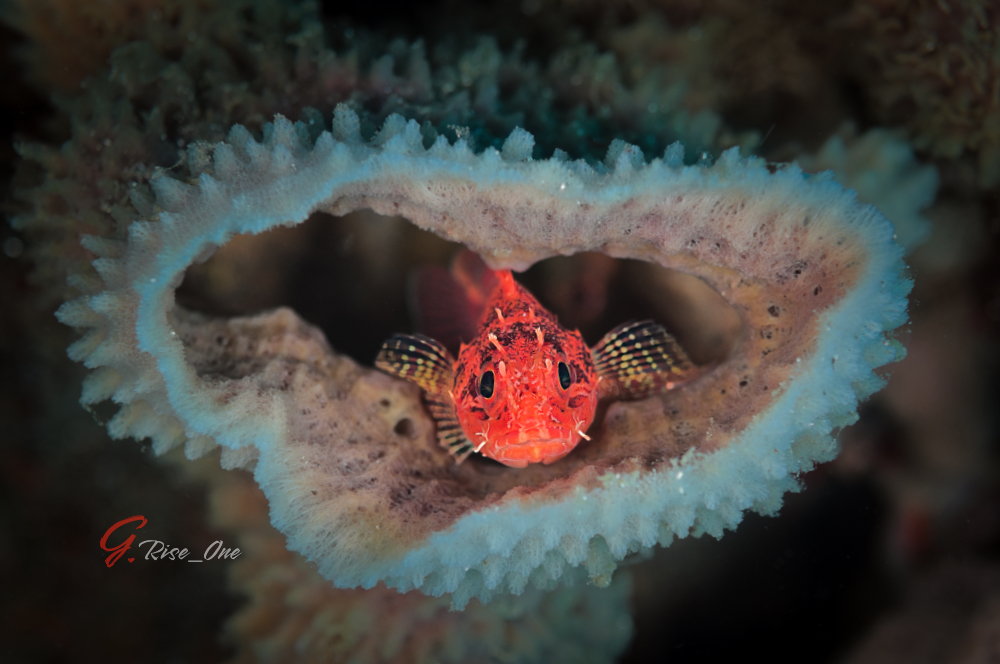 2011.02.26_イソカサゴ