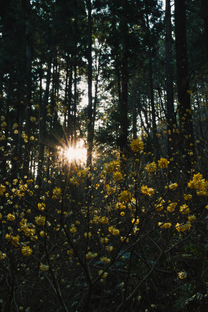 2026.03.24_焼森山 ミツマタ2