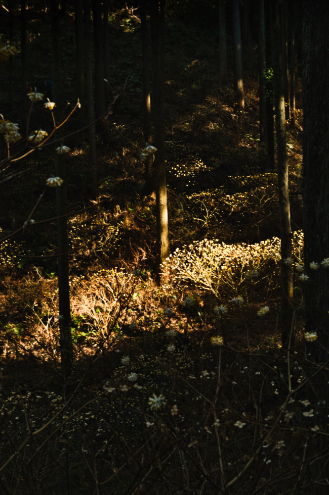 2026.03.24_焼森山 ミツマタ4