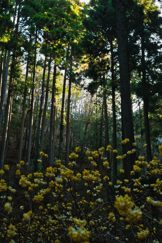 2026.03.24_焼森山 ミツマタ3