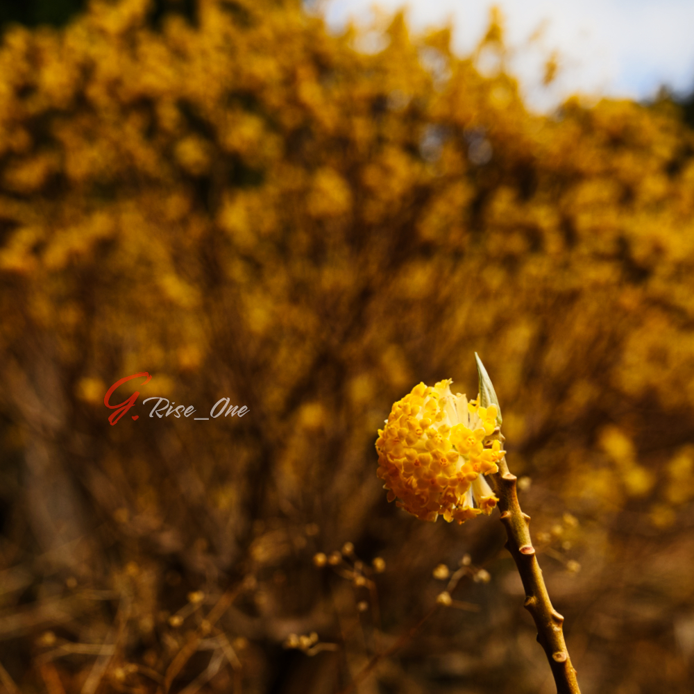 屋敷山　ミツマタ Z5 24-70mm