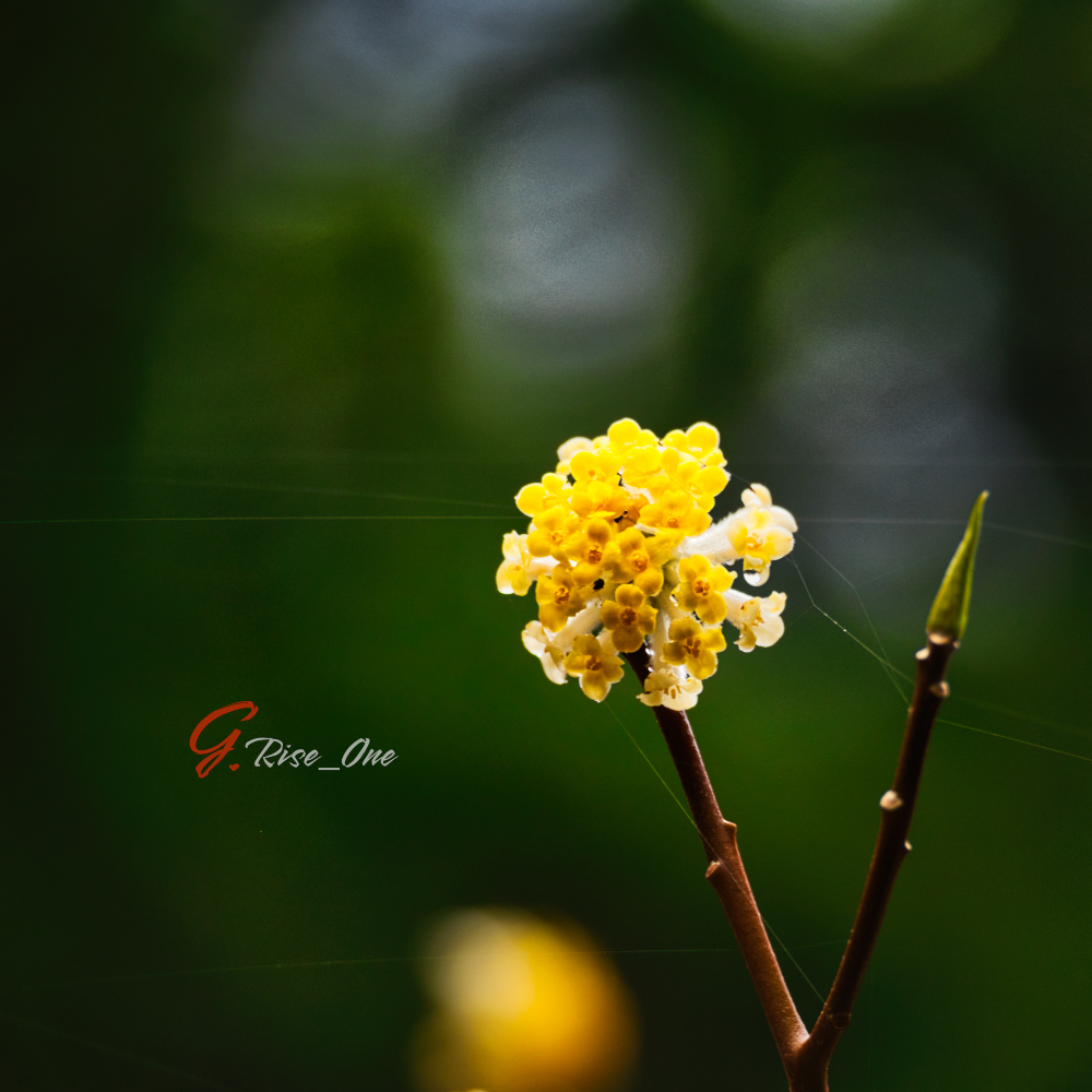 不動尻 ミツマタ　Z5 70-300mm