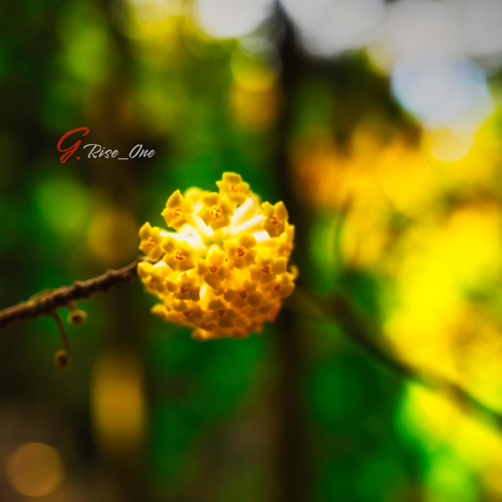 焼森山ミツマタ Z5Ⅱ　24-70mm