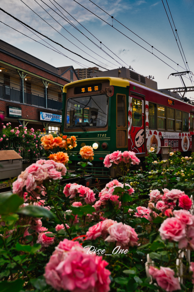 2026.05.07_三ノ輪橋駅 バラ9