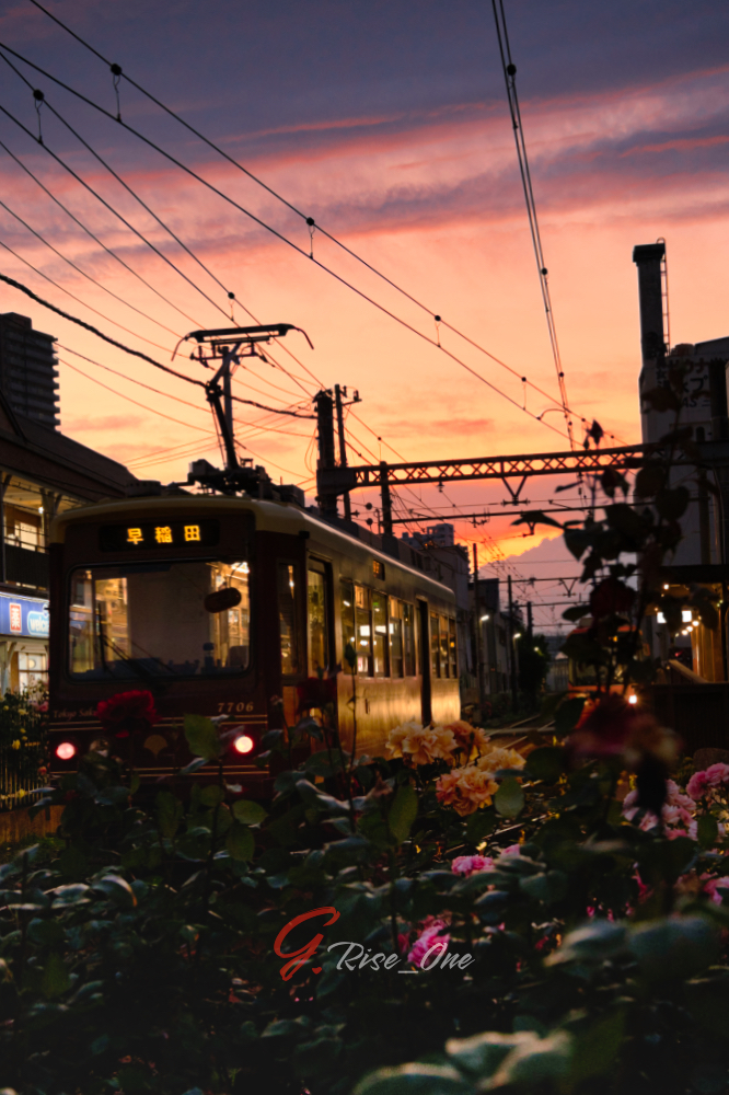 2026.05.08_三ノ輪橋駅 バラ2