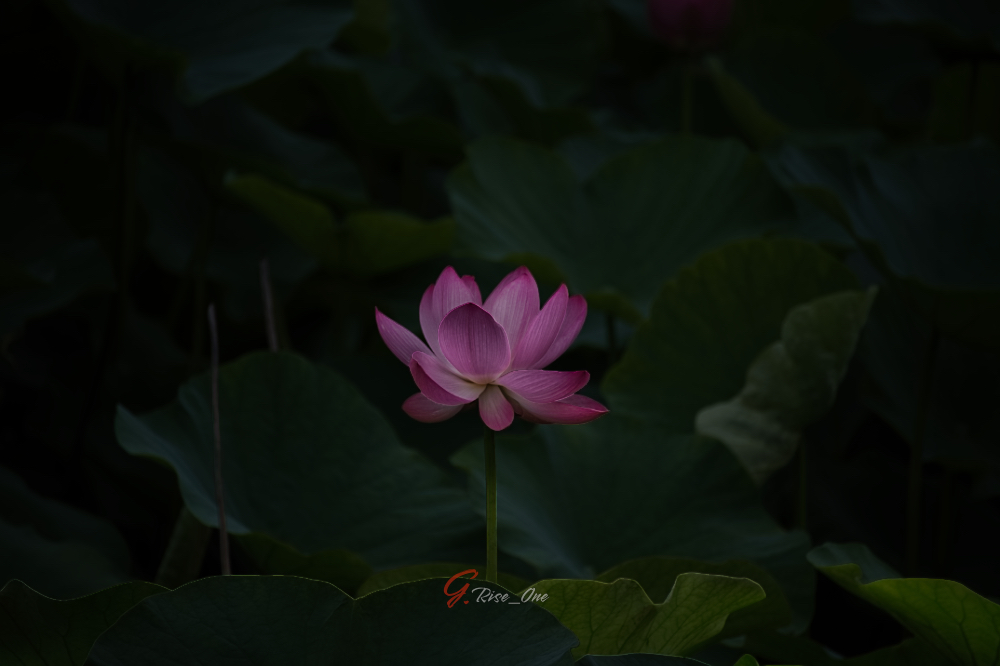 2026.07.04_水元 蓮