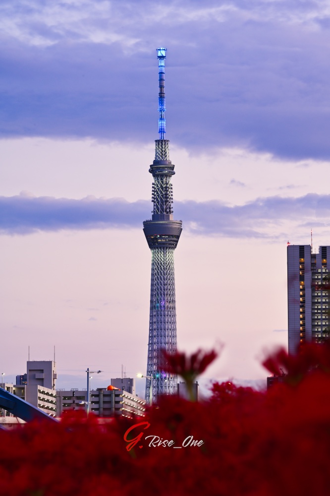 スカイツリー&彼岸花