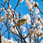 2022.02.28_荒川自然公園 メジロ２