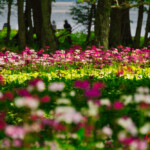 2025.06.18_千手ヶ浜