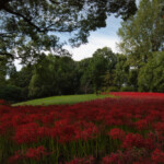 2025.10.02_水元公園 彼岸花2