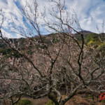 NIKKOR Z 14-30mm f/4 S 2026.03.06_湯河原 幕山公園梅林