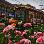 2026.05.07_三ノ輪橋駅 バラ9