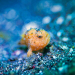 カエルアンコウ