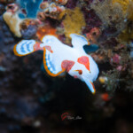 クマドリカエルアンコウ
