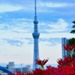 スカイツリー＆彼岸花
