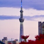 スカイツリーと彼岸花 スカイツリー&彼岸花