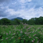 奥日光　ホザキシモツケ