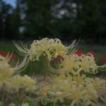 曼珠沙華