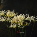 曼珠沙華