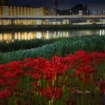 曼珠沙華